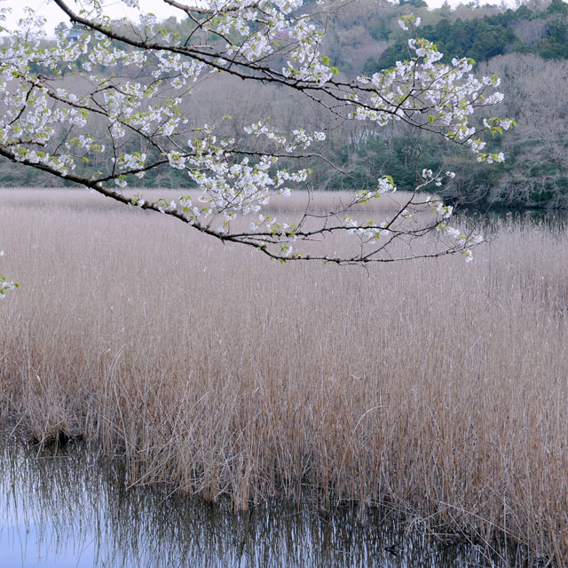 一碧湖の大島桜